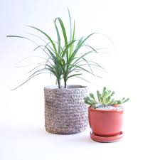 Attractive large indoor plant pot is ideal for spacious interiors, where large plants are perfect. Plant Saucers When Does Your Planter Need A Saucer Sunset Sunset Magazine