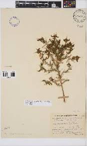 Image result for Melolobium microphyllum