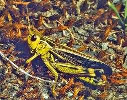 Image result for Bothriocline fusca