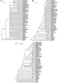 Image result for Lellingeria oosora