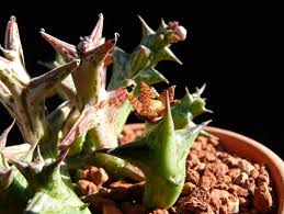 Image result for Orbea schweinfurthii
