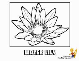 Download & print ➤lily coloring sheets for your child to nurture his/her coloring creative skills. Luxurious Coloring Flower Picture Lily Free Easter Flower