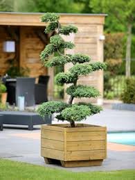 934 likes · 2 talking about this. Garten Bonsai Gartencenter Shop24