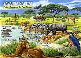 However, africa contains the richest diversity of animals, notes the blue planet biomes website. 4794163 Gif 490 353 Pixels Savanna Biome African Savanna Animals Savanna Animals