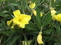 Image result for Primrose Yellow 1958 Admiral