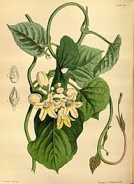 Image result for Cynanchum mossambicense