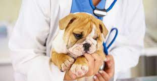 Pet waste removal near me. The 10 Best Pet Waste Removal Services Near Me