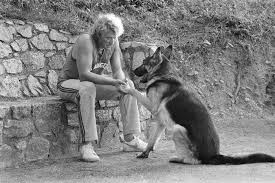 Johnny Hallyday Gsd Photo Johnny Hallyday Johnny Hallyday Chiens Et Chiots