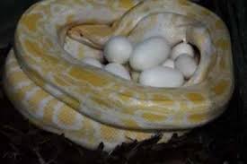 How to draw a burmese python with pencils time lapse. Python Bivittatus Buy And Sell Page 6