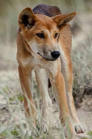 Pin By Zach Tanner On Kingdom Animalia Australian Dog Breeds Rare Dog Breeds Unique Dog Breeds