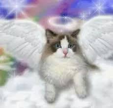 Angel Cat Cat Heaven Cats Kitten Images