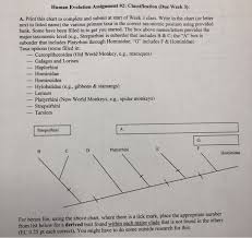 Solved Human Evolution Assignment 2 Classification Due