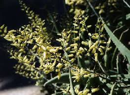 Image result for Aloe ballii