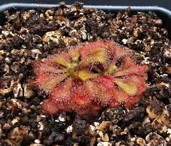 Image result for Drosera natalensis