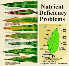 Top Result Plant Nutrient Deficiency Symptoms Chart Awesome