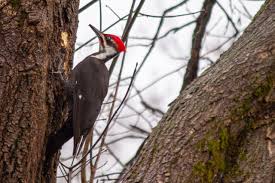 Pileated woodpeckers have a history of using nesting boxes from may to july. Meet The Pileated Woodpecker Cape Elizabeth Land Trust