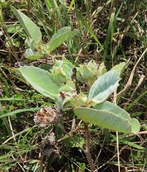 Image result for Melhania forbesii