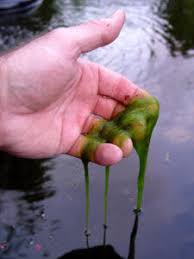 In this video i show you the simple blanket weed. Preventing String Algae Growth In Your Garden Pond