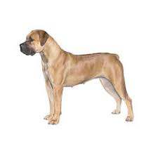 Small dogs with short hair are ultimate low maintenance pets ideal for people living in small apartments. Short Haired Dog Breeds Purina Canada