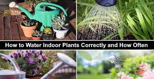 When watering in hot weather, don't wait until your plants have begun to wilt. How Often To Water Houseplants How To Water Indoor Plants Correctly
