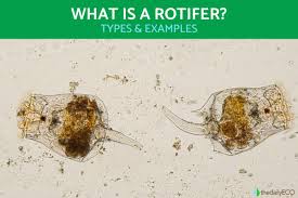 Image result for Eragrostis rotifer