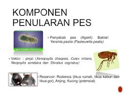 Penyakit yang ditularkan dapat disebabkan oleh infeksi berbagai agen penyakit dari kelompok virus, bakteri, protozoa dan cacing. Bukan Nota Dinas Penyakit Pes Sampar Black Death