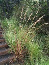 Image result for Andropogon pseudapricus