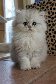 Persian Kitten Cattery Van Ijdoorn The Netherlands Www Kittentekoop Nl Com Imagens Gatos Gatinhos Fofos Gatinhos Adoraveis