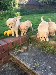 The information on this web page should answer many of your questions about our adoption. Golden Retriever Puppies For Sale Las Vegas Nv 221982