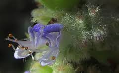 Image result for Coleus cylindraceus