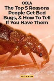 Bed bug preparation tips by tim mills american pest control serving orange county ny. Cleaning Tips