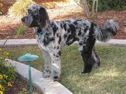 Australian Shepherd Poodle Mix Black And White 1 Aussiedoodle Australian Shepherd And Poodle Mix Labrador Retriever Pictures Aussiedoodle Labradoodle Breeders Best Dog Toys