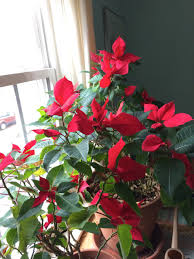 And irritation or burns to the mouth, throat, stomach, and intestinal linings. Breaking The Poinsettia Rules Lewis Ginter Botanical Garden