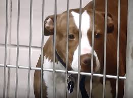 A 10305 southwest highway, chicago ridge, il 60415 shelter helping to find loving homes for dogs, cats, rabbits, small animals, birds. Animal Welfare League Of Chicago Responds To Community Pressure