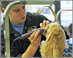 Admissions to pet grooming schools in florida: Pet Grooming Archives Paragon School Of Pet Grooming
