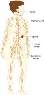 Lymphatic System And Immune System Medical Terminology For