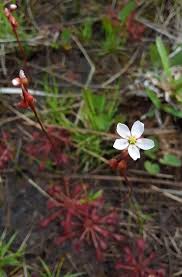 Image result for Volusia resupinata