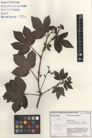 Image result for Jatropha gossypiifolia