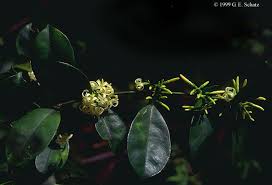 Image result for Secamone retusa