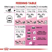 royal canin kitten dry food