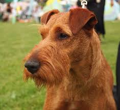 This Is An Irish Terrier With A Different Haircut I Love