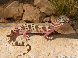 Black And White Lizard Arizona Western Banded Gecko Coleonyx Variegatus Reptiles Of Arizona Desert Lizards Desert Animals Reptiles