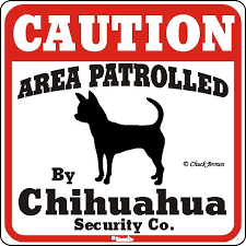 Raining Cats And Dogs Chihuahua Caution Sign A Fun Dog Warning Sign Pastor Ganadero Australiano Gran Danes Pastor Ganadero