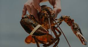 Maybe you would like to learn more about one of these? The Lobster Trap Co Wholesale North Atlantic Lobsters Seafood