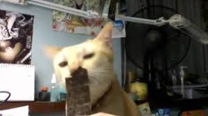 Can you tell me if it is safe to eat sushi?? My Cat Sandy Likes To Eat Nori Japanese Seaweed Youtube