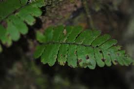 Image result for Arthropteris