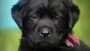 These lab mix puppies are all from a kill shelter in south carolina, they came up on transport this past weekend; Labrador Puppies For Adoption Near Me Petsidi