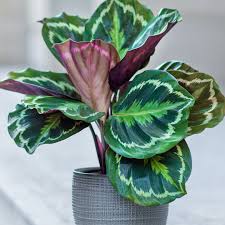 Image result for calathea