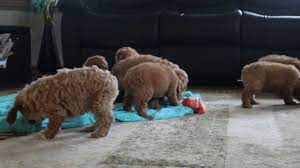 This red, female, cockapoo puppy will be ready to go home as early as 1/12/2013. Cockapoo Puppies For Sale Best Breeder Ever Jacob King Cockapoo Puppies For Sale Cockapoo Puppies Puppies For Sale