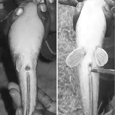 Now, assume that because of low profits, many 3 1 Adult Male And Female African Catfish Clarias Gariepinus Can Be Download Scientific Diagram